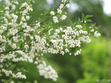 日本叶っぱの岬白色小花盛开