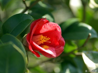 Japanese Camellia Blooming Closeup