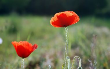 Red Poppies Spring Calm