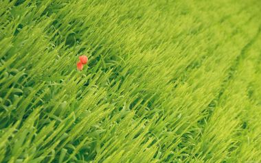 Single Red Tulip In Green Grass Field