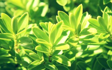 阳光下的绿叶植物特写