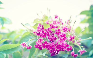 Pink Flowers And Green Leaves Nature Scene