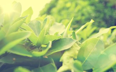 Sunlight Through Green Leaves Nature Scene