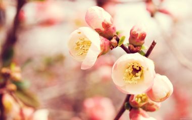 日本春日樱花绽放