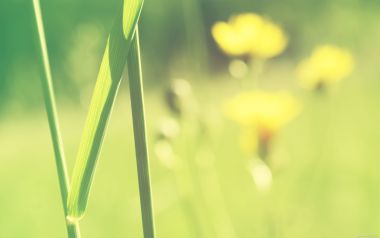 Spring Grass Dandelion Macro Shot