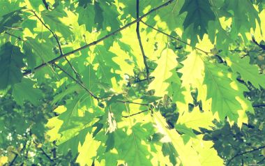 Japanese Forest Green Leaves Sunlight
