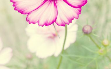 Pink Cosmos Flower Closeup Nature Photography