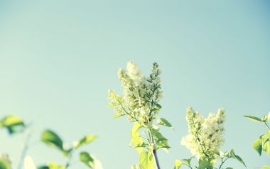 Lilac Flowers Under Blue Sky