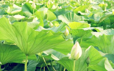 Chinese Lotus Pond Blooming Scene