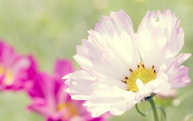 白色波斯菊在春日花园中绽放