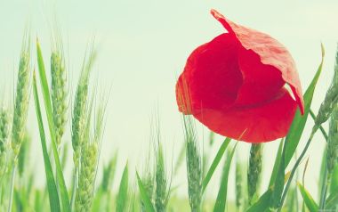 Red Poppy In Wheat Field