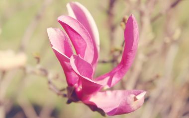 Pink Magnolia Blossom In Spring