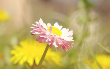 Pink Daisy Sunlight Healing Scene