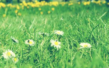Green Grass Daisy Field