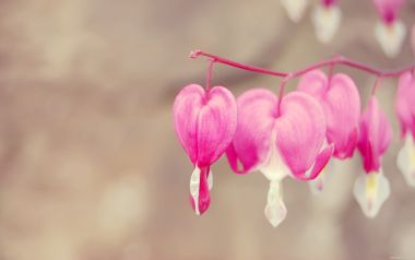Japanese Heart Shaped Dragon Crown