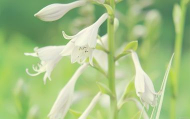 White Hosta Flowers In Spring