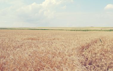 Golden Wheat Field Under Blue Sky