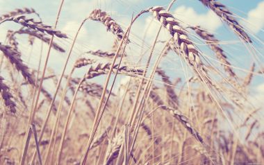 Golden Wheat Field Under Blue Sky