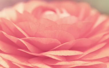 Pink Flower Closeup Soft Focus Petal Details