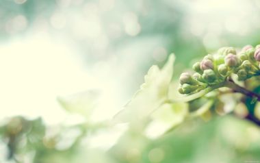 Spring Bud Macro Shot