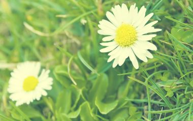 Daisy In Green Grass Close Up