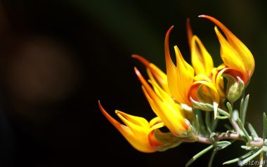 Lotus Vine Flower Macro Photography