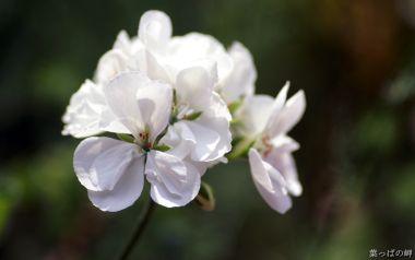 White Geranium Flower Macro Photography