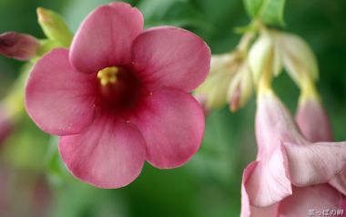 Pink Allamanda Flower Macro
