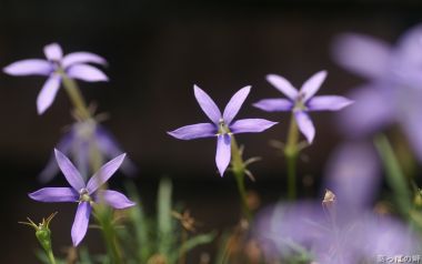 花园中盛开的紫色半边莲花朵