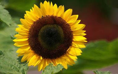 Blooming Bright Sunflower Closeup