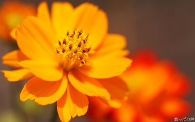 Bright Warm Orange Sulfur Cosmos Macro