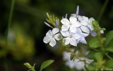 Fresh Plumbago Flower Close Up