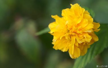 Blooming Yellow Kerria Japonica