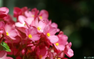 Fresh Pink Begonia Flower Closeup