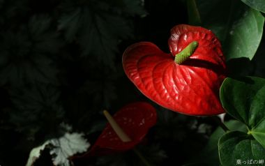 Red Anthurium Flower Heart Shape