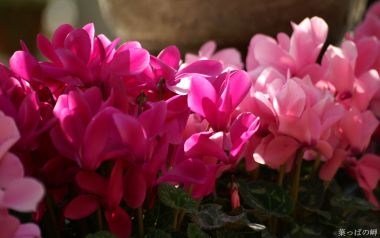 Blooming Pink Cyclamen Flowers