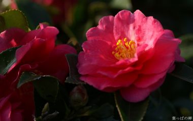Blooming Red Camellia Flower Closeup