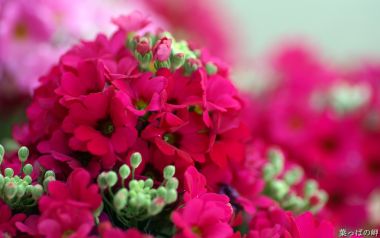 Blooming Deep Red Primrose Flowers