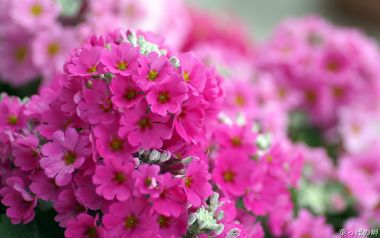 Blooming Pink Primrose Flowers