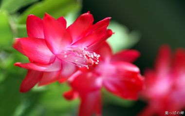 盛开的红色蟹爪兰花朵特写