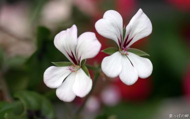White Geranium Flowers Macro Photography