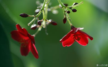 Fresh Red Flowers And Buds Macro Photography