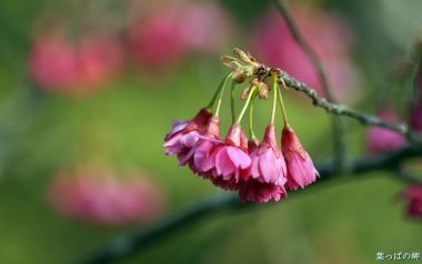 Pink Bell Cherry Blossom Close Up