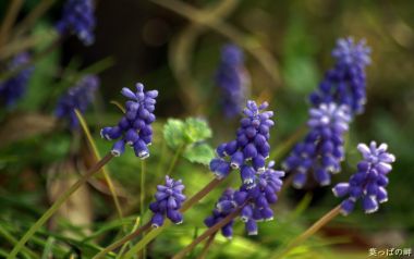 Blooming Purple Muscari Flowers