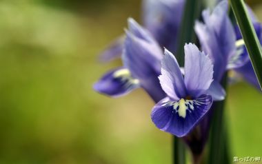 清新紫色鸢尾花微距摄影