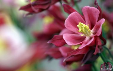 Beautiful Red Columbine Flower Macro