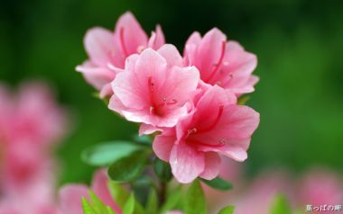 Blooming Pink Azalea Flowers