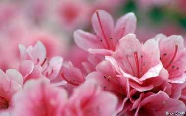 Pink Azalea Flower Macro Photography