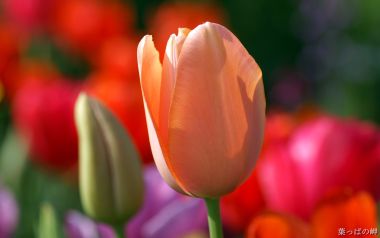 Floral Impressions: High-Resolution Nature Photography Vol. 9