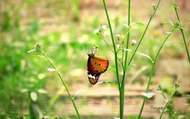 Butterfly In Indian Garden